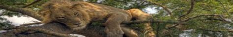 dmc in uganda|DMC (Destination Management Company) Kampala,Uganda.